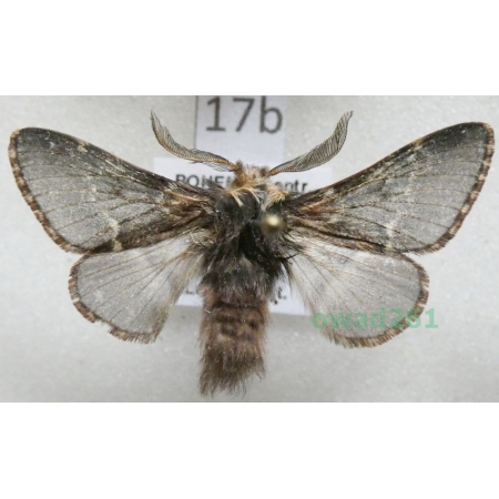 Poecilocampa populi (Linnaeus, 1758) male Barczatka osinówka Czech17b